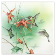 Wandbild Amazonas - Kolibris, Lim. 25, 30 x 30 cm