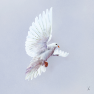 Wandgemälde "Friedenstaube", 30 x 30 cm