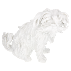 Hund Bologneser, sitzend, Weiß